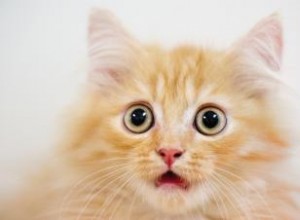 5 raisons pour lesquelles vous devriez vous inquiéter des parasites des chats 
