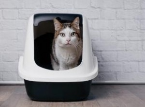 6 laxatifs sûrs pour les chats 