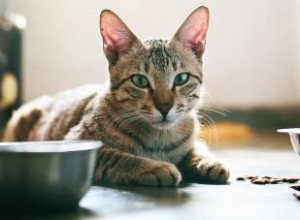 7 causes courantes pour lesquelles votre chat ne mange pas 