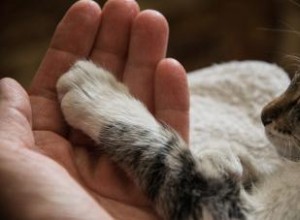 7 raisons pour lesquelles votre chat a une patte enflée 