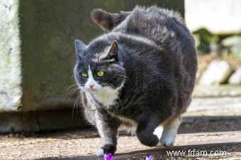 Un tableau de poids de chat que vous pouvez utiliser à la maison 