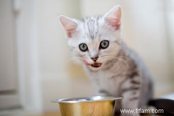 Les conseils d un vétérinaire pour les chats et la meilleure façon de s en occuper 