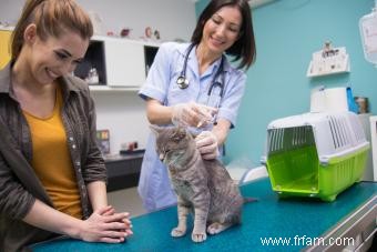 Les conseils d un vétérinaire pour les chats et la meilleure façon de s en occuper 