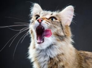 Mauvaise haleine chez les chats 