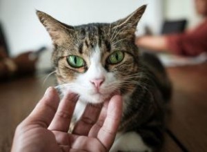 Médicament contre l anxiété du chat :un guide pour soulager les nerfs 