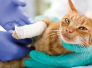Symptômes d urgence du chat nécessitant des soins vétérinaires 