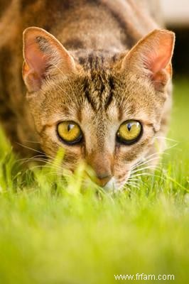 Problèmes d yeux de chat 