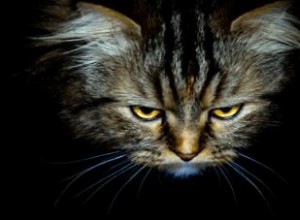 Causes et traitement de la constipation féline 