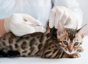 Vaccinations communes des chats et ce qu elles préviennent (avec calendrier) 