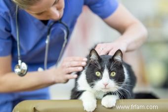 Symptômes courants de la teigne chez les chats et comment les tenir à distance 