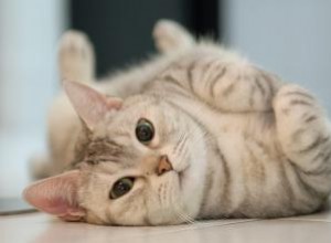 Les chats saignent-ils lorsqu ils sont en chaleur ? 