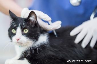 Les chats âgés ont-ils besoin de vaccins ? Un expert donne son avis 