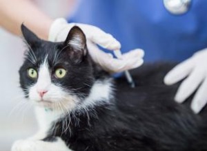 Les chats âgés ont-ils besoin de vaccins ? Un expert donne son avis 