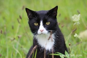 Les chats âgés ont-ils besoin de vaccins ? Un expert donne son avis 