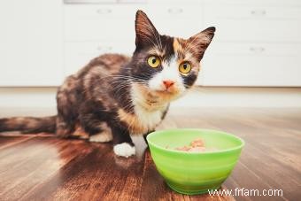 Conseils d experts pour traiter les allergies alimentaires chez les chats 