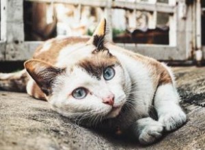 Conseils d experts sur les maladies des chats errants 