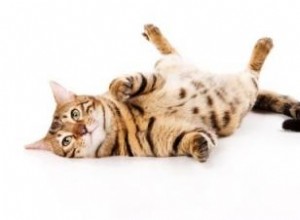 Symptômes et traitement de l asthme félin 