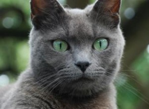 Causes et traitement de la cécité féline 