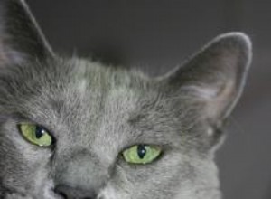 Diabète félin et comment cela pourrait affecter la vie de votre chat 