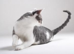 Symptômes et traitement du syndrome d hyperesthésie féline 