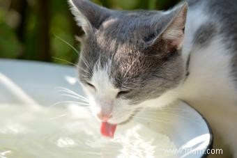 À quelle fréquence un chat doit-il uriner ? La réponse saine 