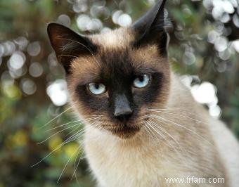 Comment déterminer un poids santé pour les chats 