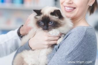 Utiliser Baytril pour les chats 