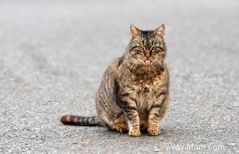 À quoi s attendre pendant une grossesse de chat 