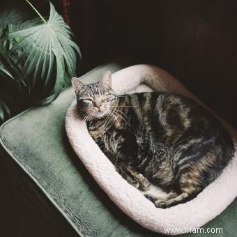 À quoi s attendre pendant une grossesse de chat 