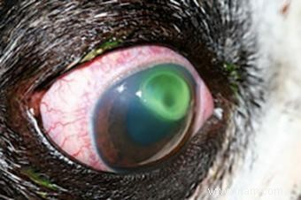 Pourquoi les yeux des chats changent-ils de couleur ? 