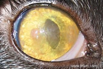 Pourquoi les yeux des chats changent-ils de couleur ? 