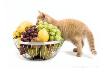 7 aliments qui rendent les chats malades 