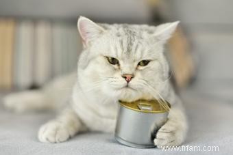 7 aliments qui rendent les chats malades 