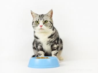 Ingrédients et options d aliments pour chats adaptés aux diabétiques 