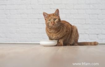 Avis sur la nourriture pour chats Science Diet 