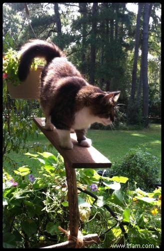 Comment faire un arbre à chat rustique 