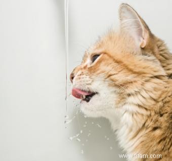 Types d abreuvoirs pour votre chat 