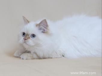 Chatons et chats himalayens Flame Point 