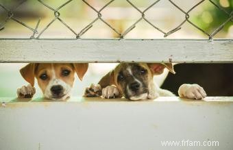 11 signes qu un chiot vient d une usine à chiots 