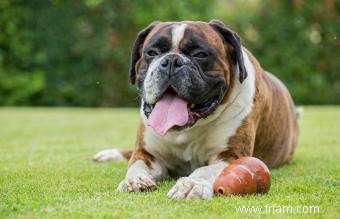 120 noms de chiens allemands puissants et leurs significations particulières 