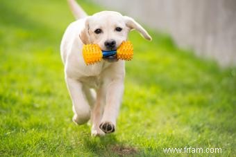 201 noms de laboratoire jaune pour votre charmant nouveau chiot 