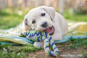 201 noms de laboratoire jaune pour votre charmant nouveau chiot 