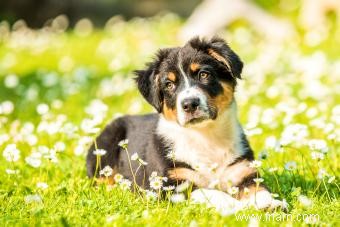 77 noms de chiots uniques pour votre chiot sur un million 