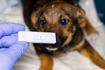 Remède à la maison pour Puppy Parvo 