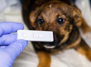 Remède à la maison pour Puppy Parvo 