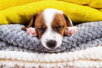 Remède à la maison pour Puppy Parvo 