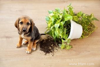 Comment mettre votre chiot à l épreuve de l intérieur et de l extérieur 