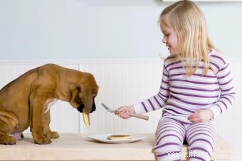 Comment mettre votre chiot à l épreuve de l intérieur et de l extérieur 