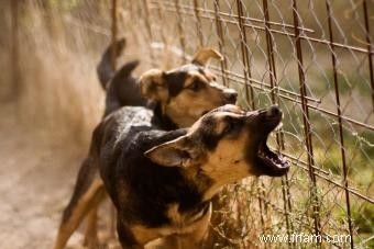 Comprendre le comportement dominant du chiot 