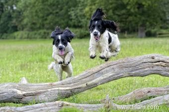 Quand votre chiot se calmera-t-il ? Réponses Plus Conseils 